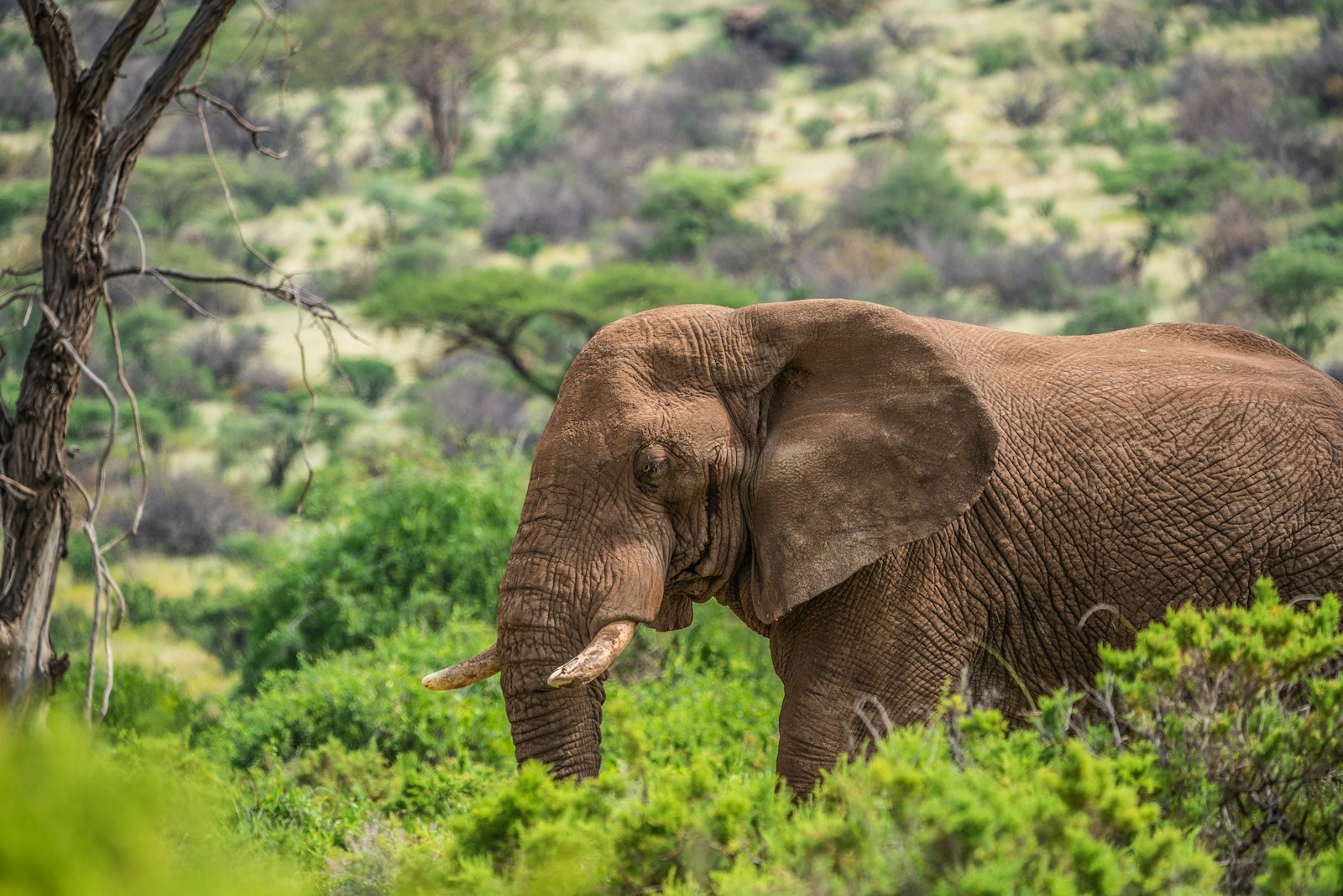 Samburu & Lewa